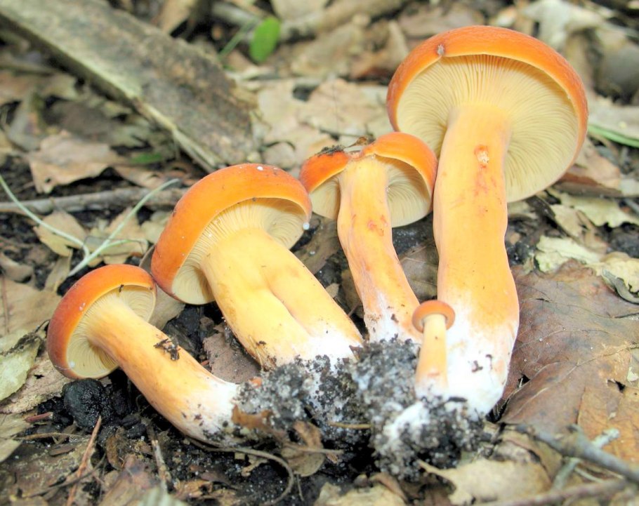Lactarius volemus гриб