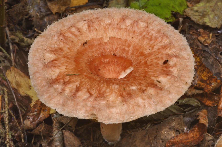 Млечник мэра Lactarius mairei