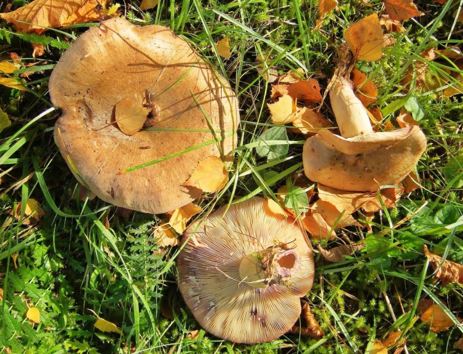 Млечник лиловеющий (Lactarius violascens)