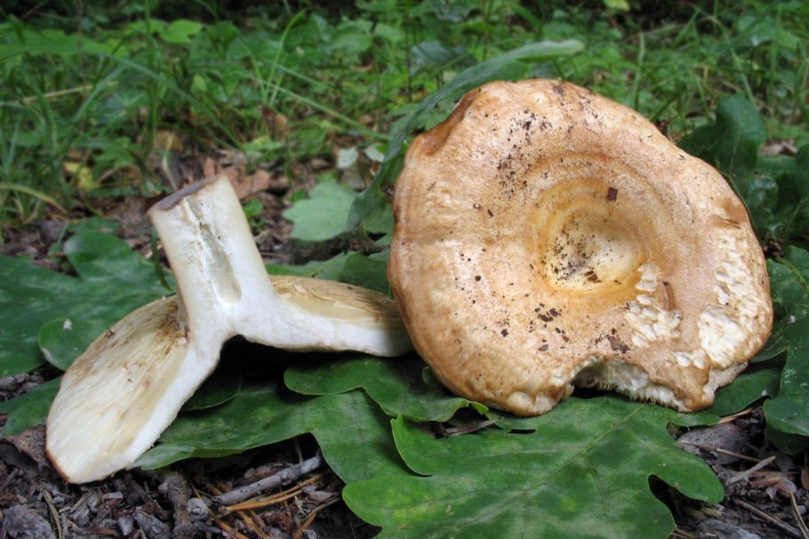 Волнушки грибы