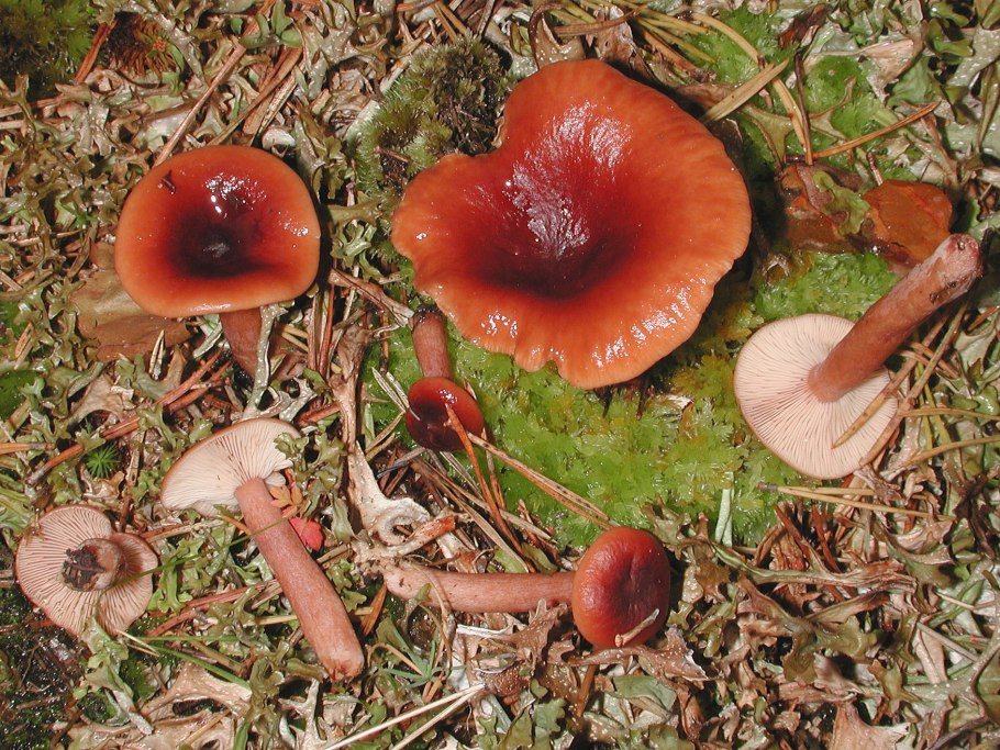 Lactarius scrobiculatus