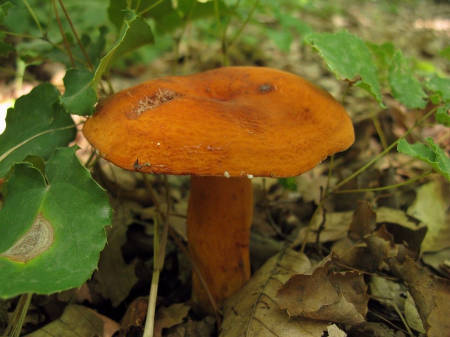 Млечник дуплянка