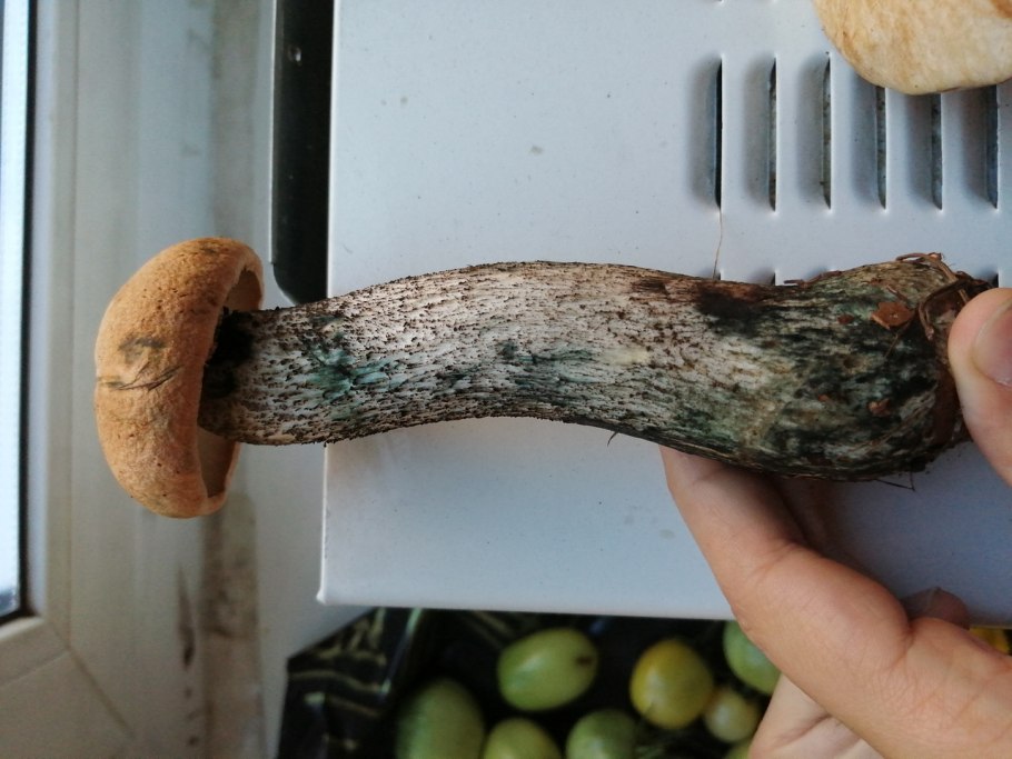 Боровик девичий (Boletus appendiculatus)