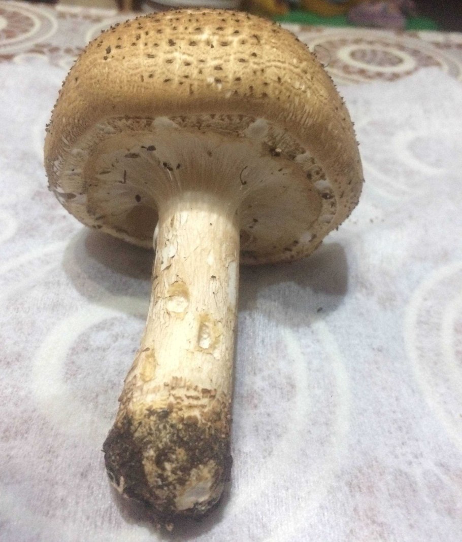 Гриб Печерица с толстой ножкой