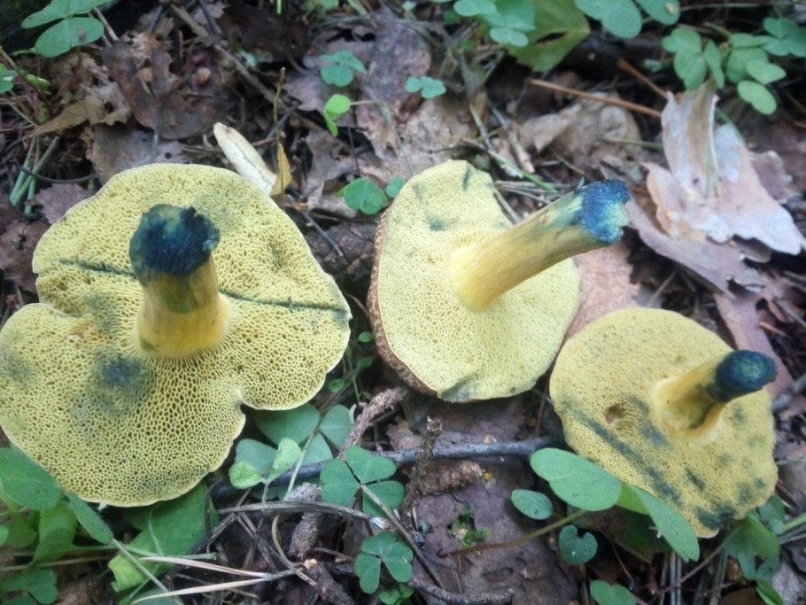 АК окрашен срез ножки мухомора