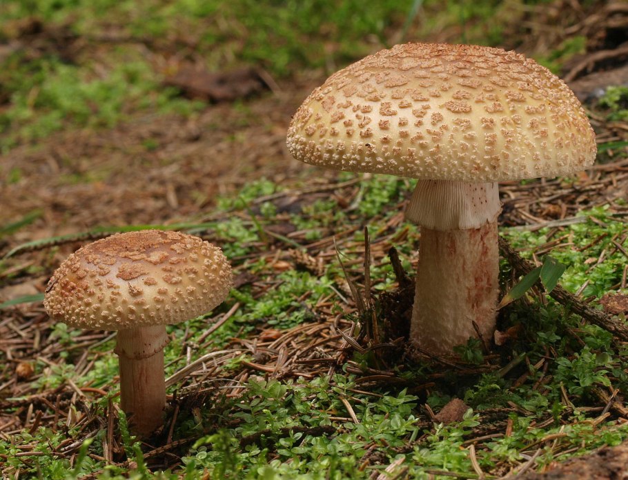 Грибы вида Amanita muscaria