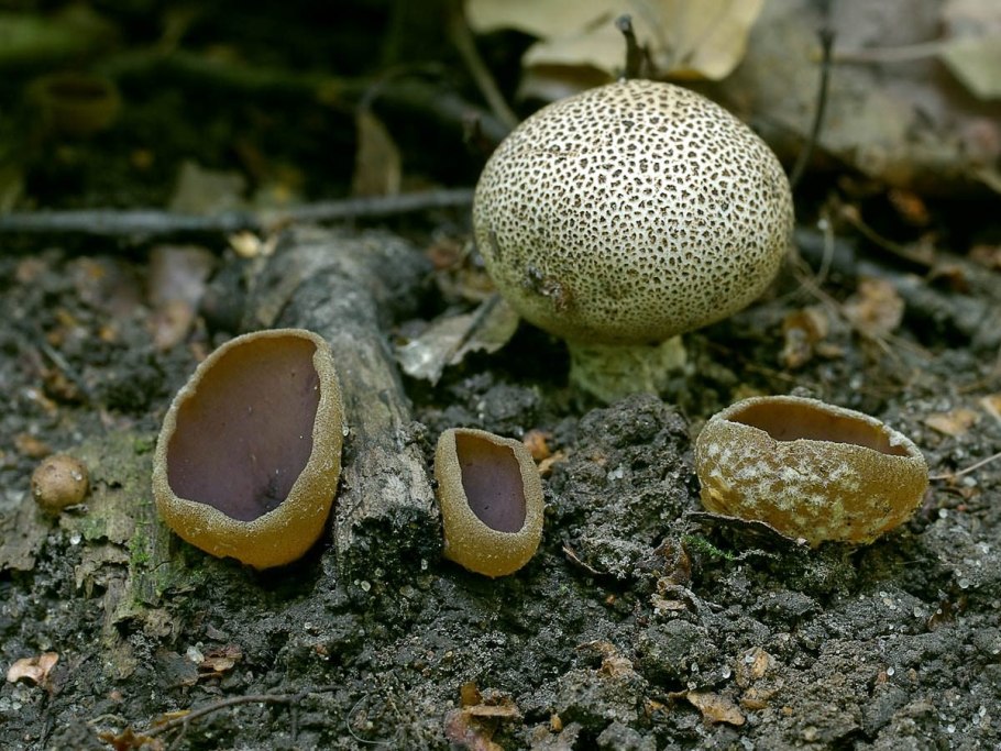 Грибы культивируются