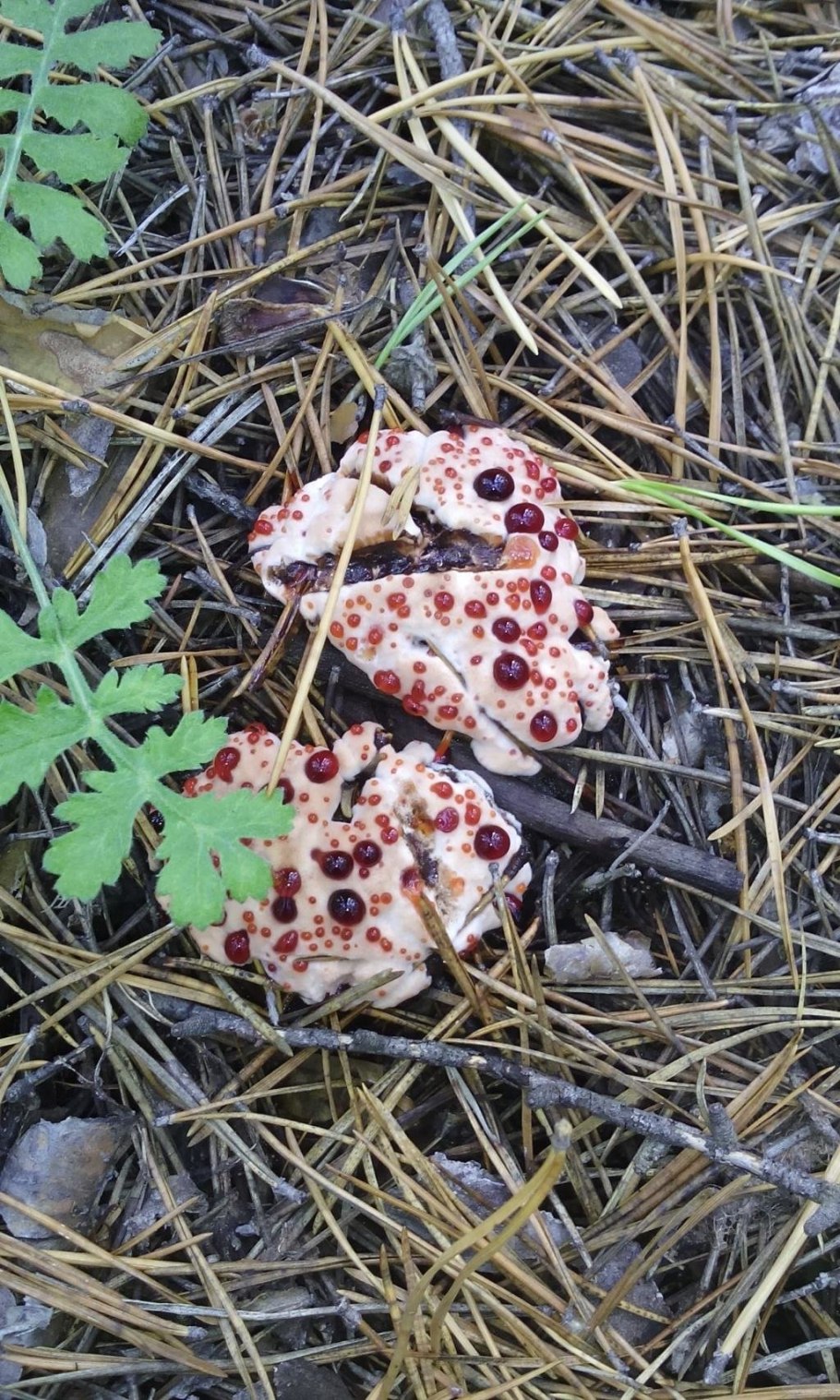 Гриб с леопардовым окрасом