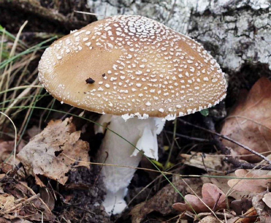 Гриб мухомор пантерный