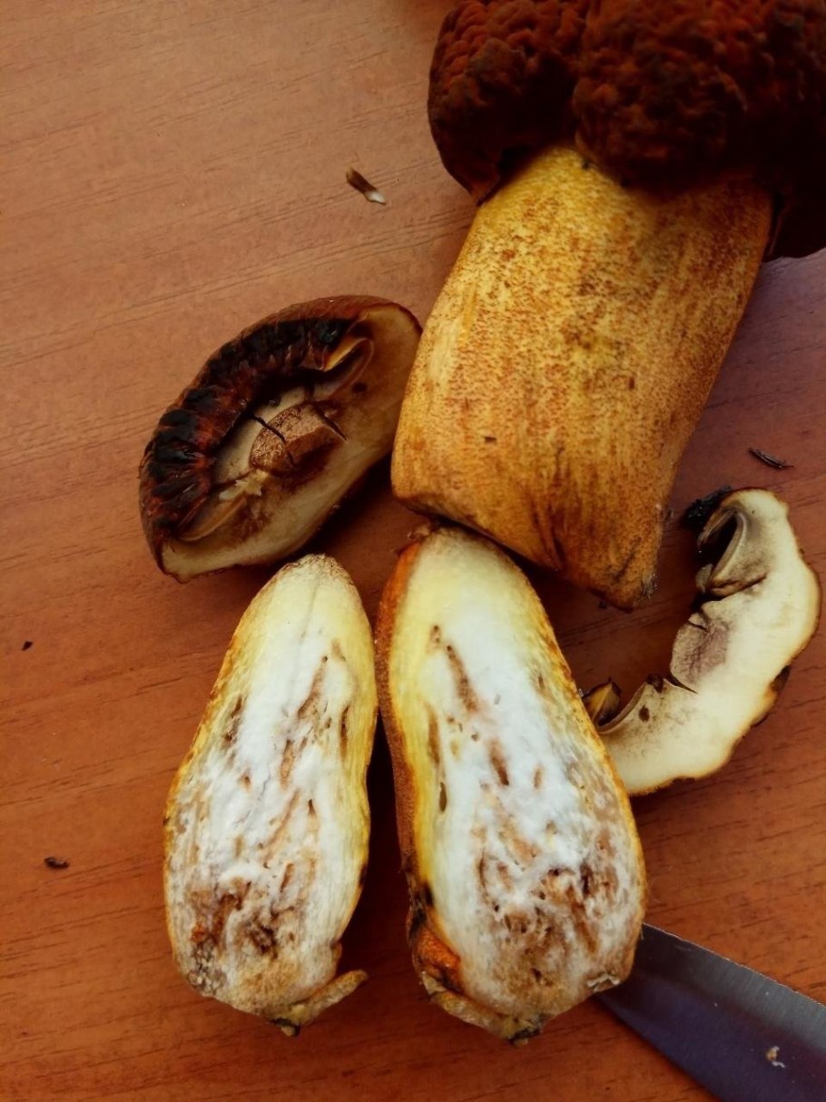 Гриб Amanita rubescens