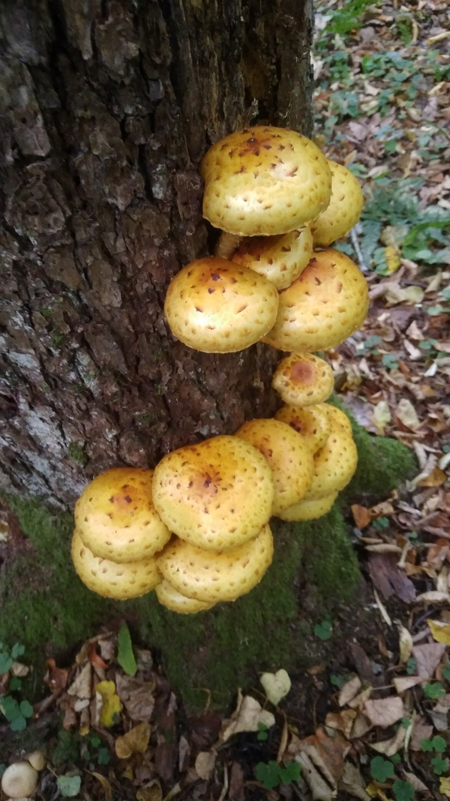 Трутовик каштановый