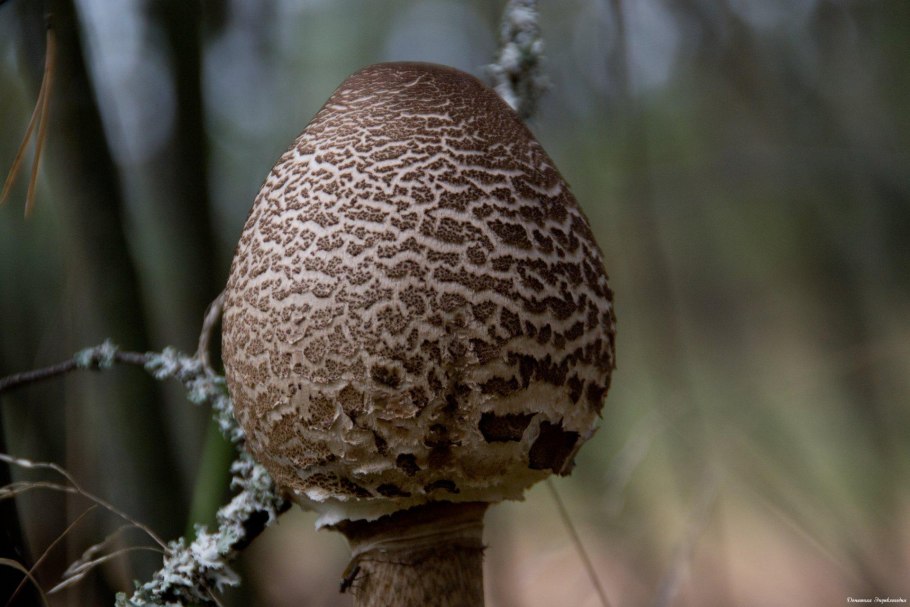Гриб мухомор пантерный