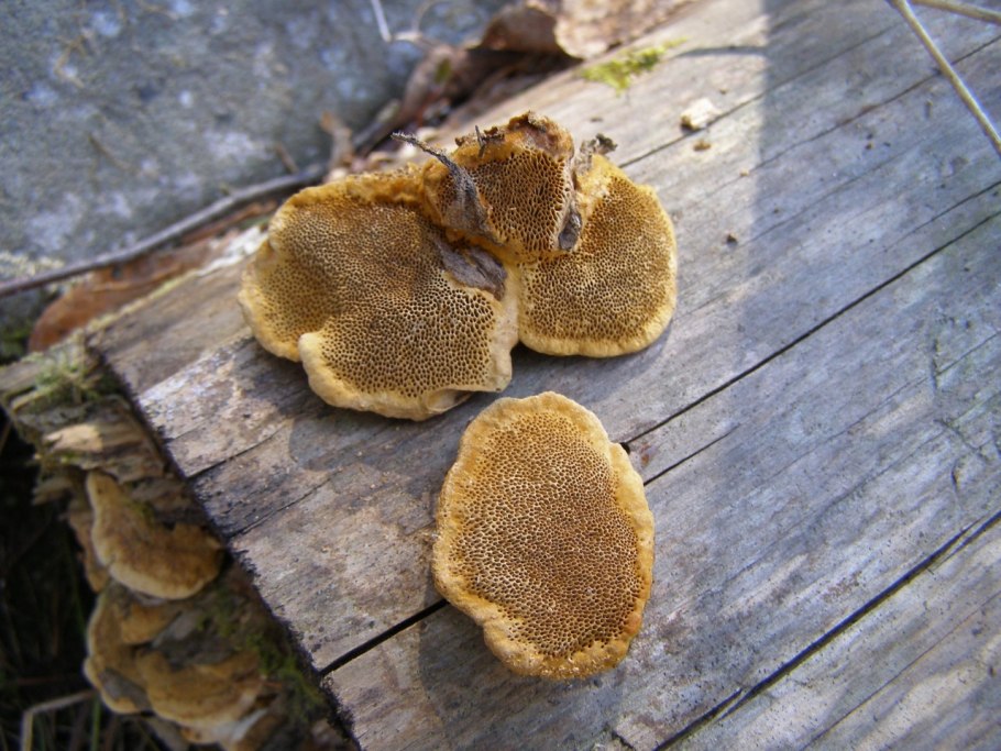 Гриб синеет от прикосновения