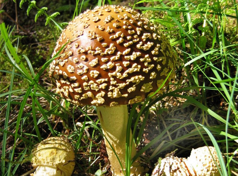 Мухомор пантерный