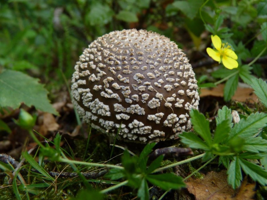 Гриб Amanita Exitialis