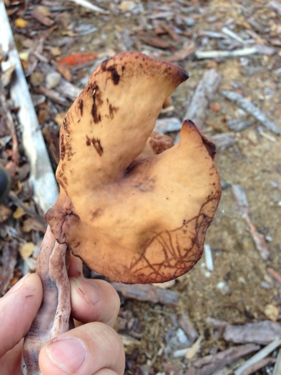 Мухомор ежеголовый