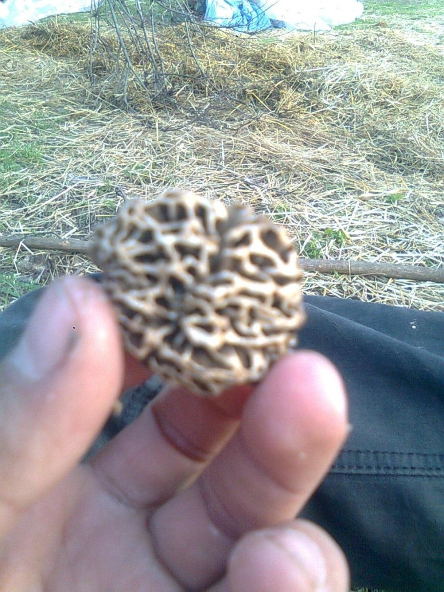 Аманита Регалис