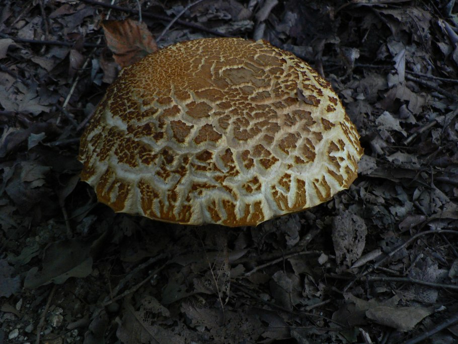 Мухомор жемчужный Amanita junquillea