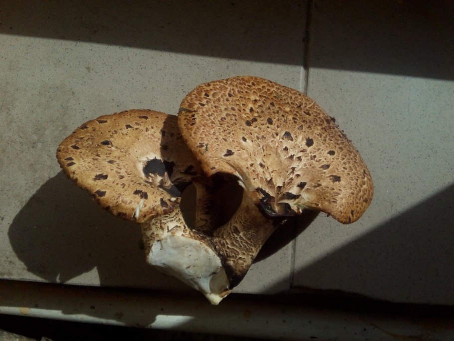 Трутовик пестрый чешуйчатый