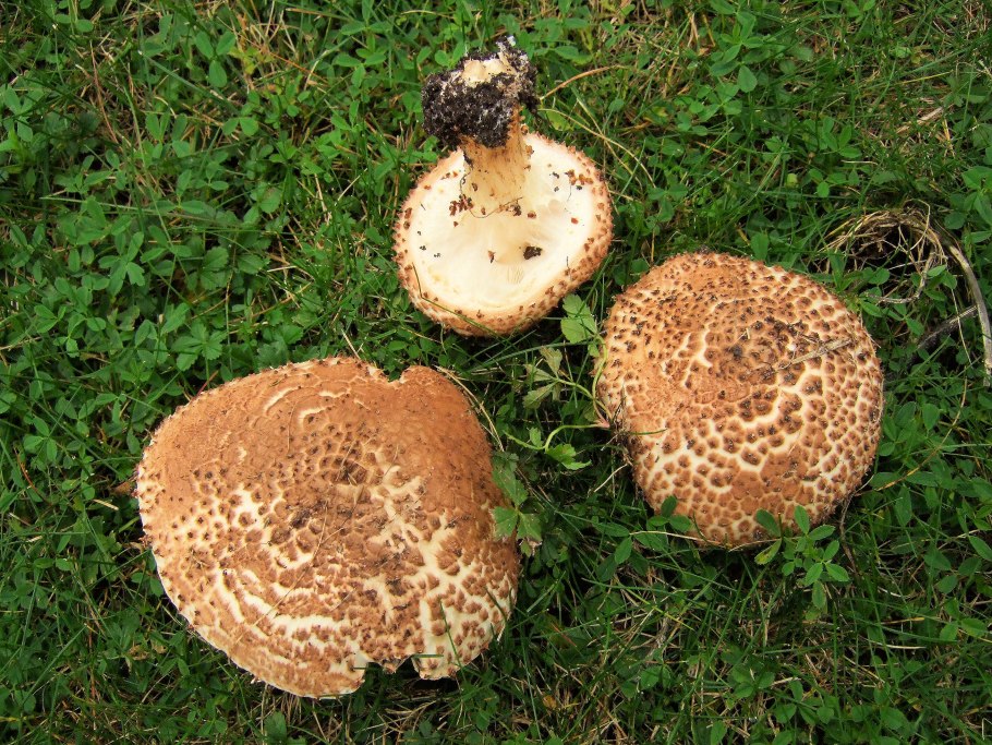 Гиднеллум ПЕКА (Hydnellum peckii)