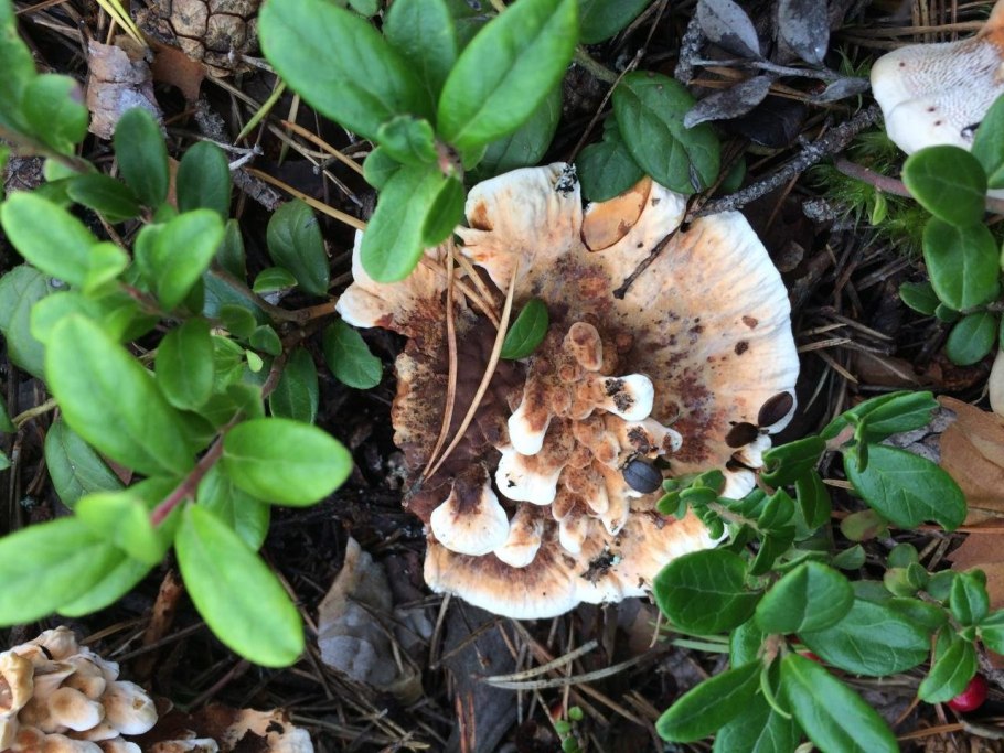 Мухомор шишковидный