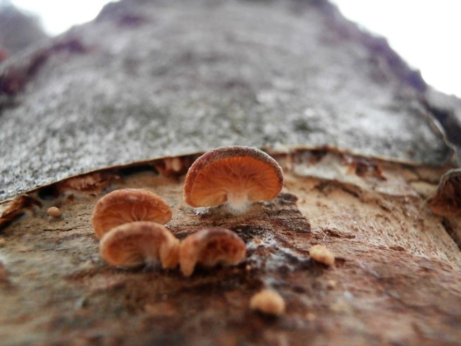 Глеофиллум пахучий