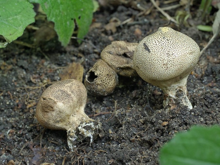 Грибы растущие на смоковнице
