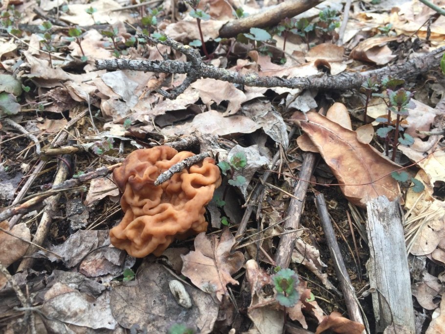 Строчок гигантский — gyromitra gigas.