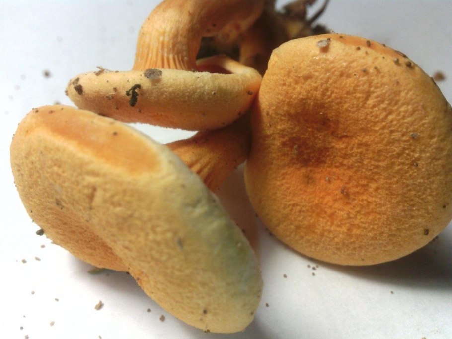 Строчок осенний гриб