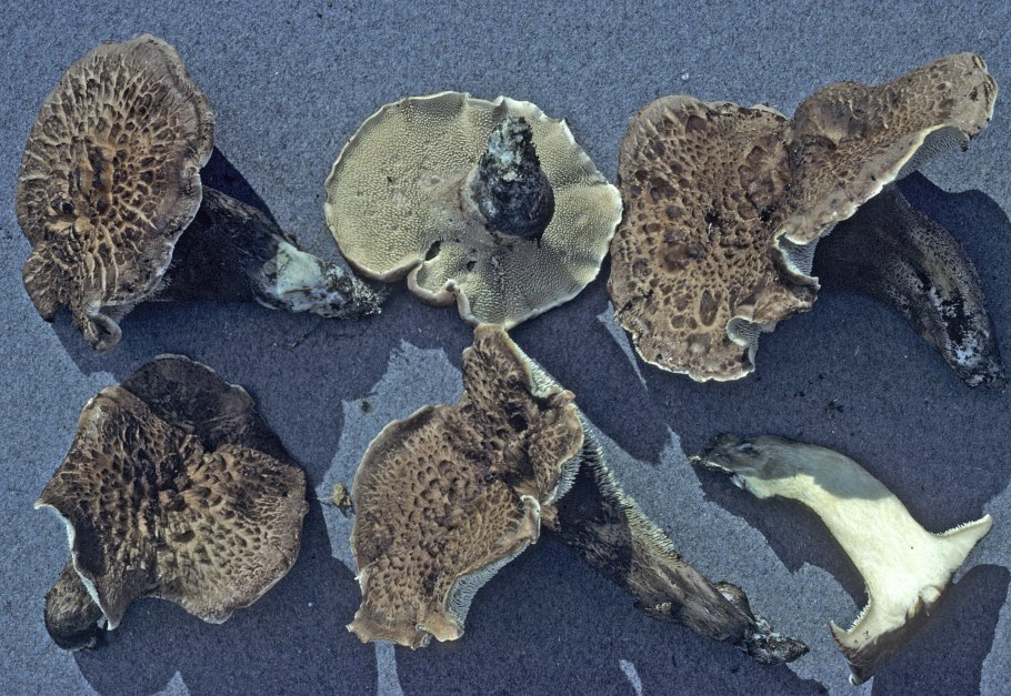 Дальневосточный обабок Царский