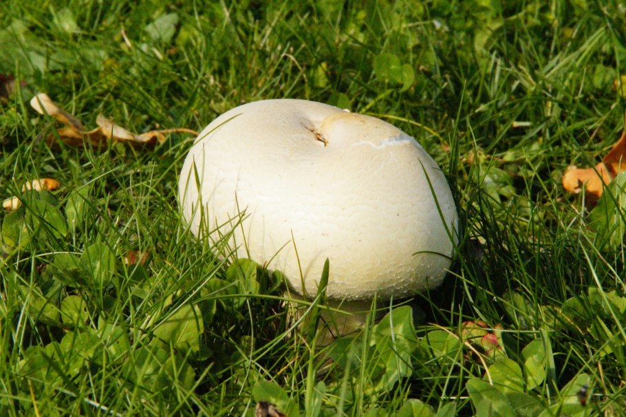 Шампиньон полевой Agaricus arvensis