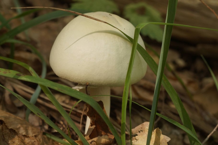 Грибы луговые рядовки