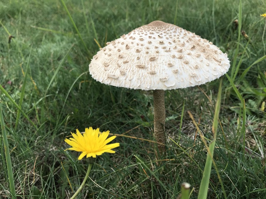 Вёшенка Полевая