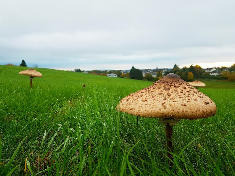 Луговые опята говорушки