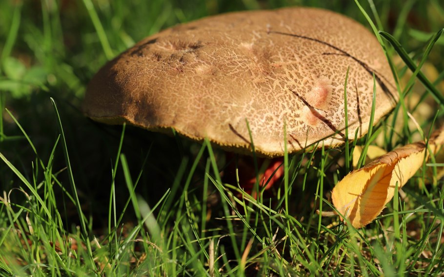 Шампиньон Таблитчатый