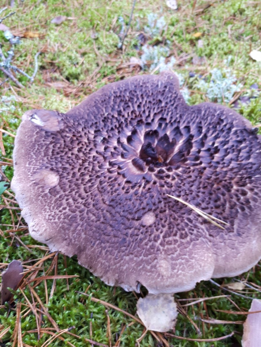 Ежовик пестрый Sarcodon imbricatus