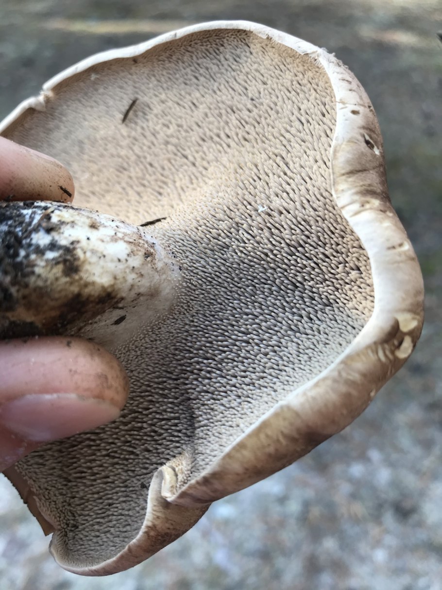 Ежовик пестрый Sarcodon imbricatus