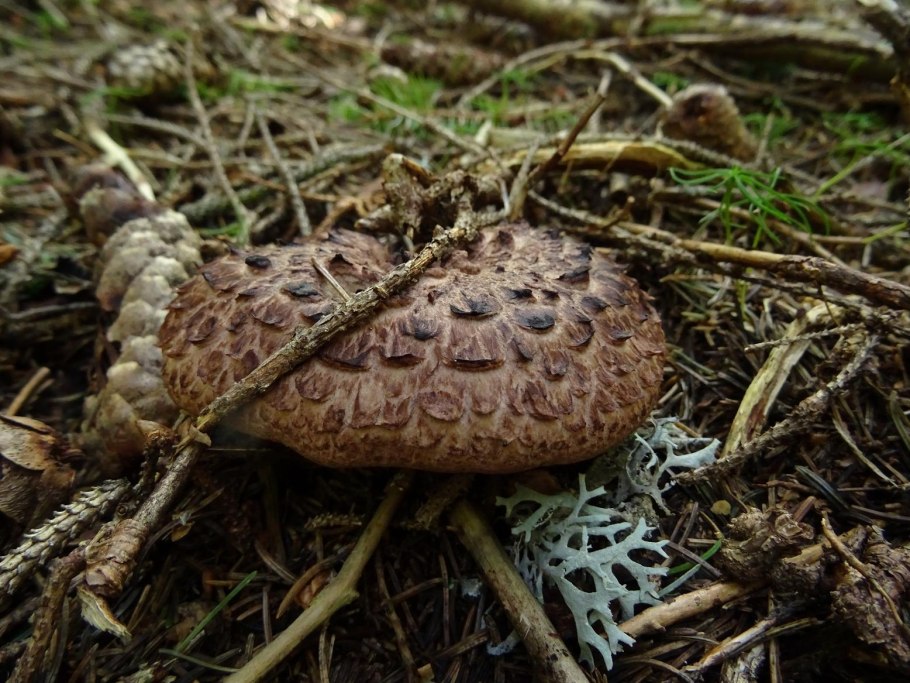 Ежовик Черепичный