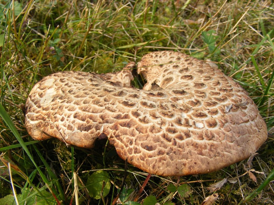 Ежовик черепитчатый