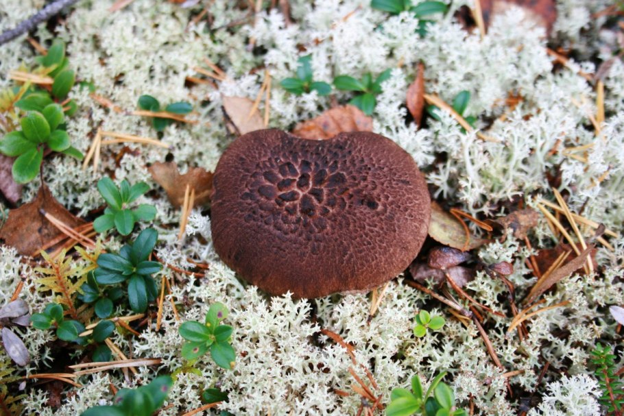 Ежовик пёстрый