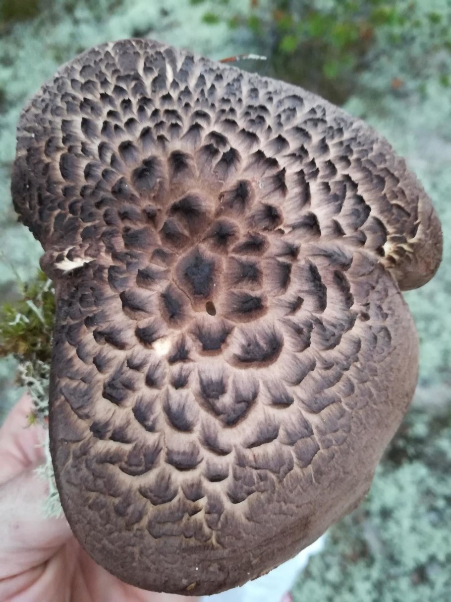 Ежевик пестрый (Sarcodon imbricatus)