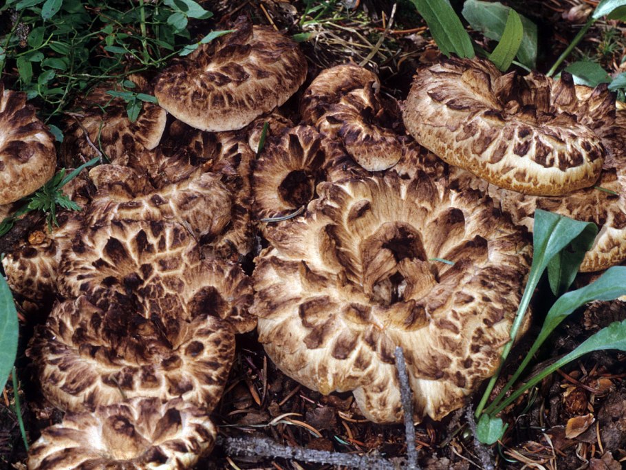 Ежовик пестрый Sarcodon imbricatus