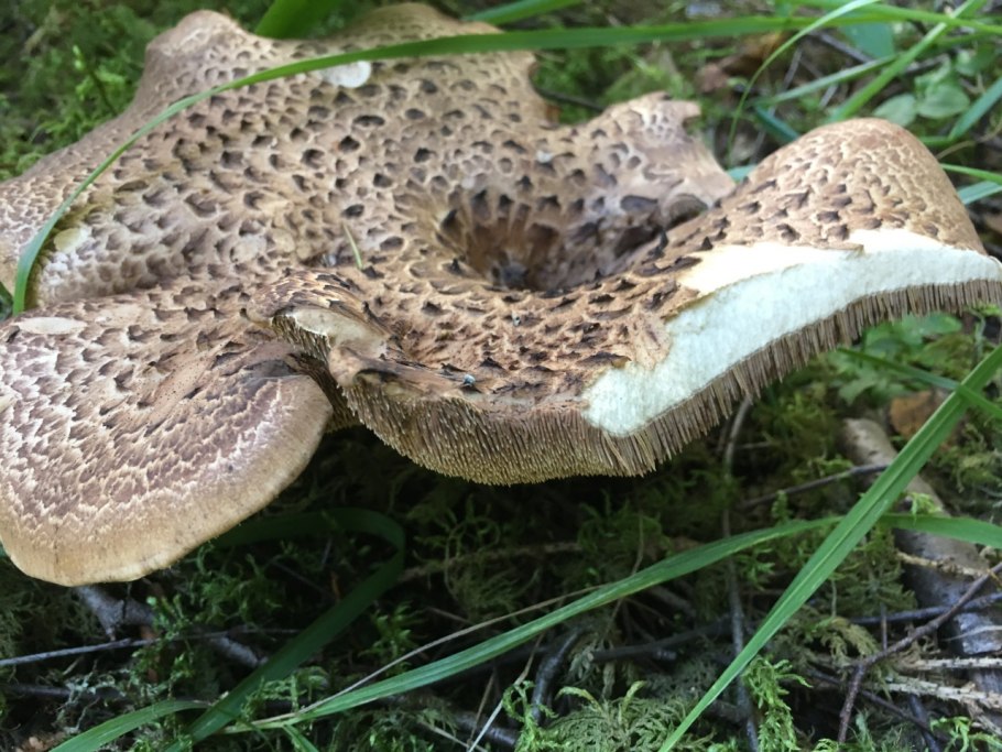 Ежовик пестрый Sarcodon imbricatus