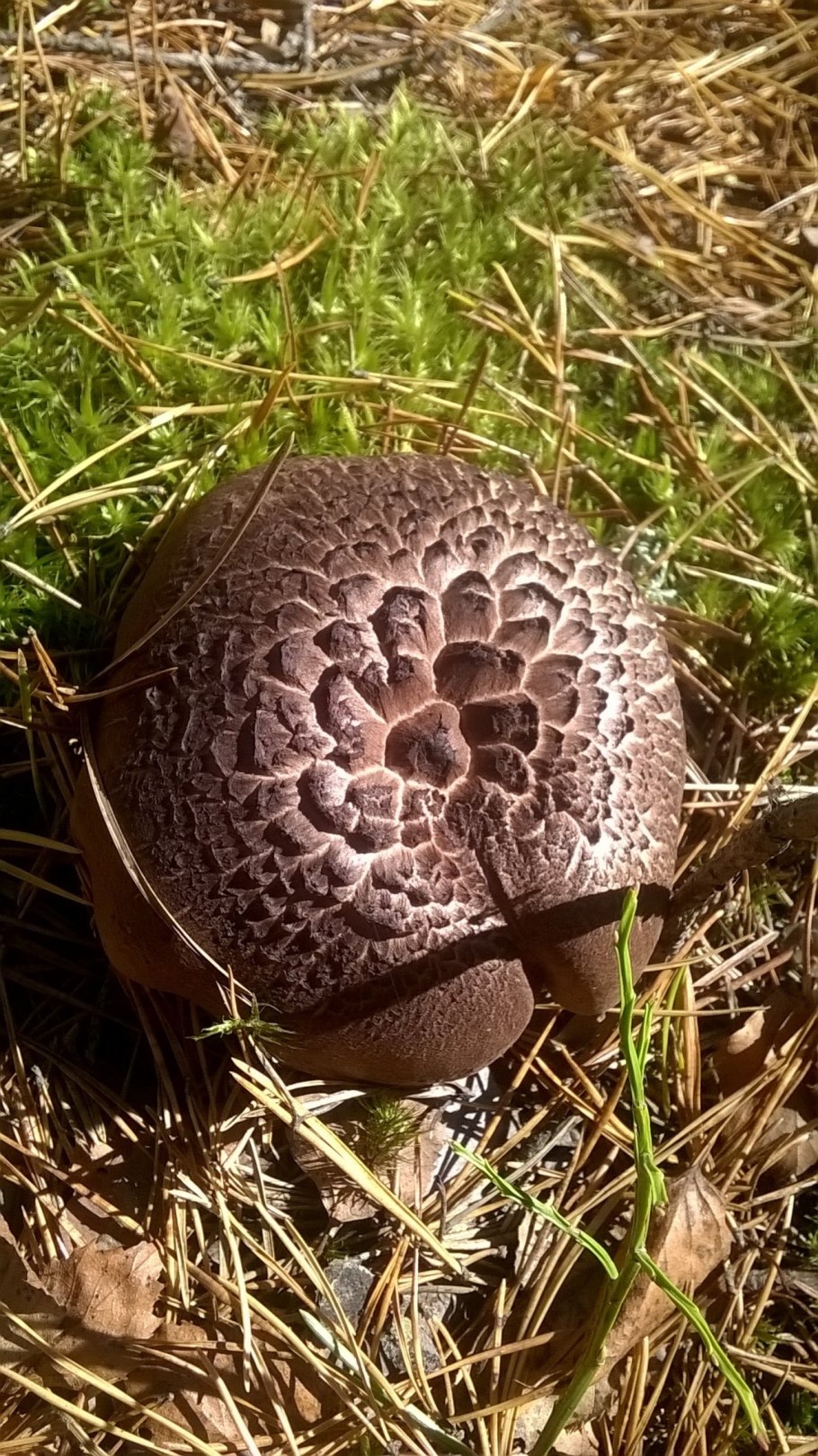 Гриб Саркодон чешуйчатый