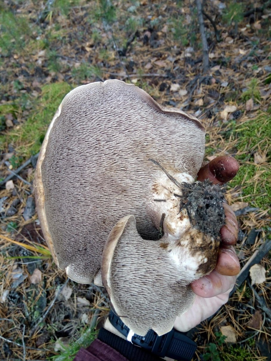 Ежовик пестрый Sarcodon imbricatus