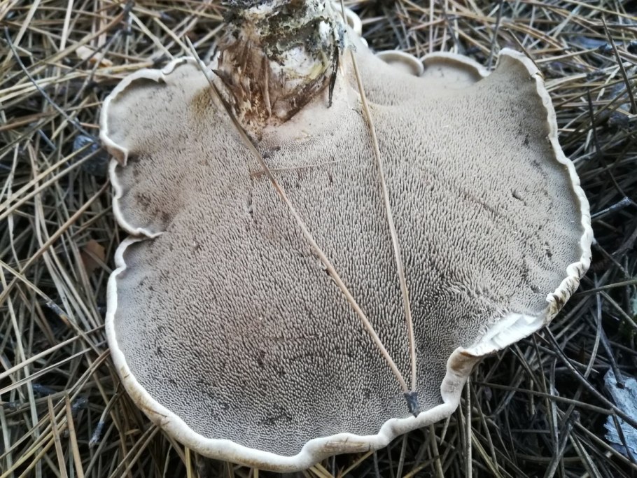 Ежовик пестрый Sarcodon imbricatus