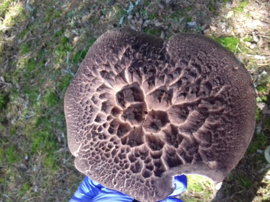 Ежовик пестрый черепитчатый