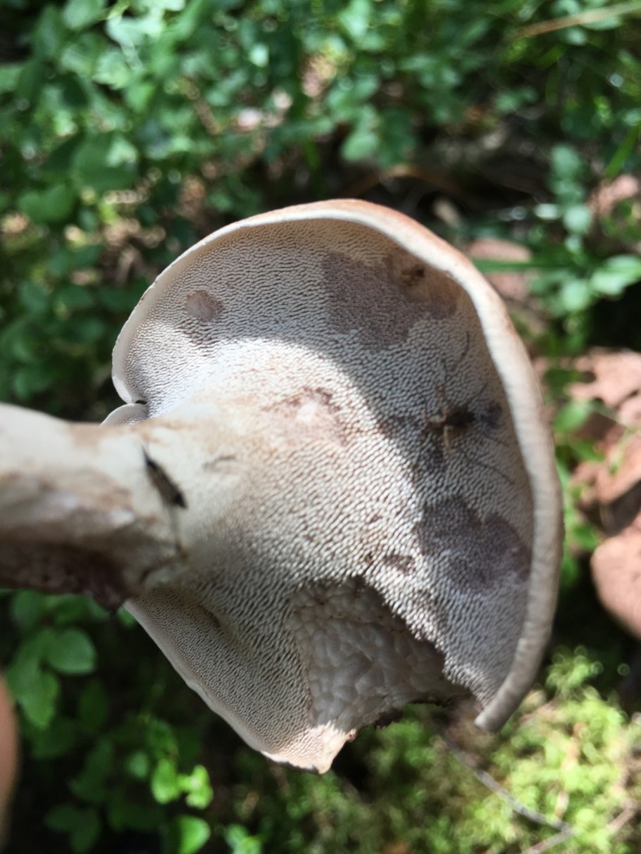 Ежовик пестрый Sarcodon imbricatus