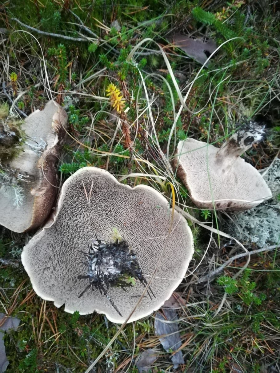 Ежовик пестрый гриб