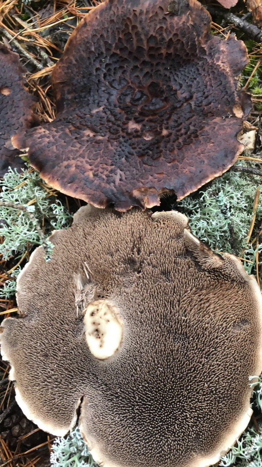 Ежовик пестрый Sarcodon imbricatus